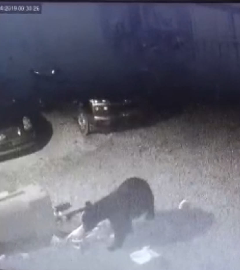 Black bears roam neighborhood in St. Mary&nbsp;Parish