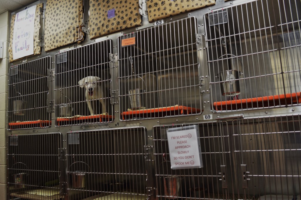 Updated Lafayette Animal Shelter Set to Open in&nbsp;2021