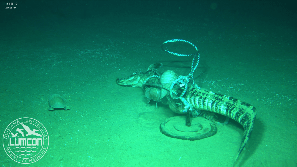 Alligator Experiment Leads to New&nbsp;Discoveries