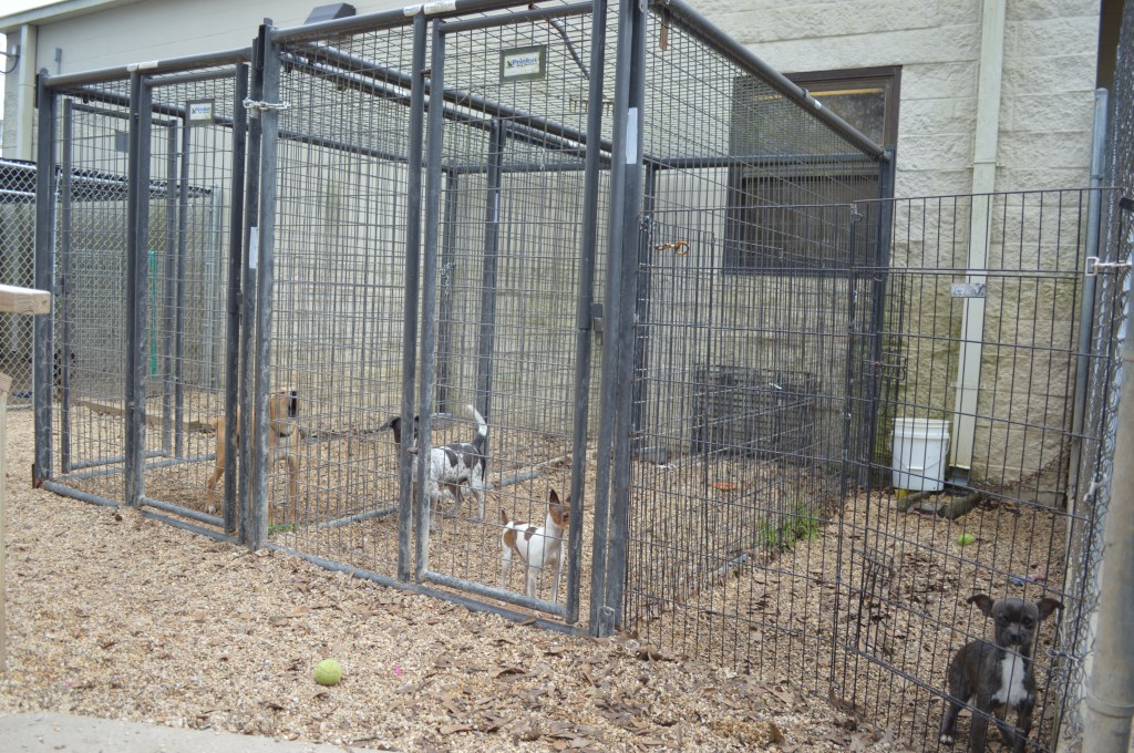 three dogs contained in cages outside with a small amount of room to move around.