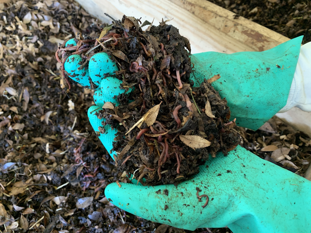 Local Worm Lady Uses 30,000 Worms to Help Reduce&nbsp;Waste